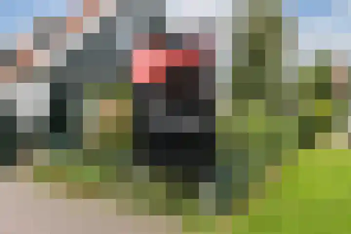 Zuideinde 53 E Westzaan thumbnail 38