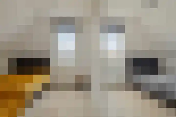 Zuideinde 79 D Westzaan thumbnail 39