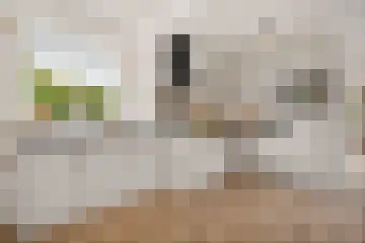 Zuidenweg 5 Dwingeloo thumbnail 9