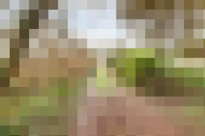Zuiderlingedijk 135 Spijk thumbnail 23