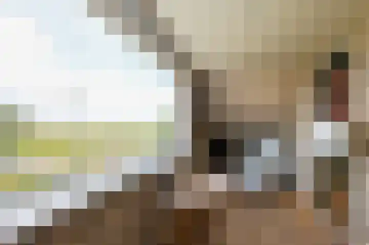 Zuiderspruit 2 Nes thumbnail 36