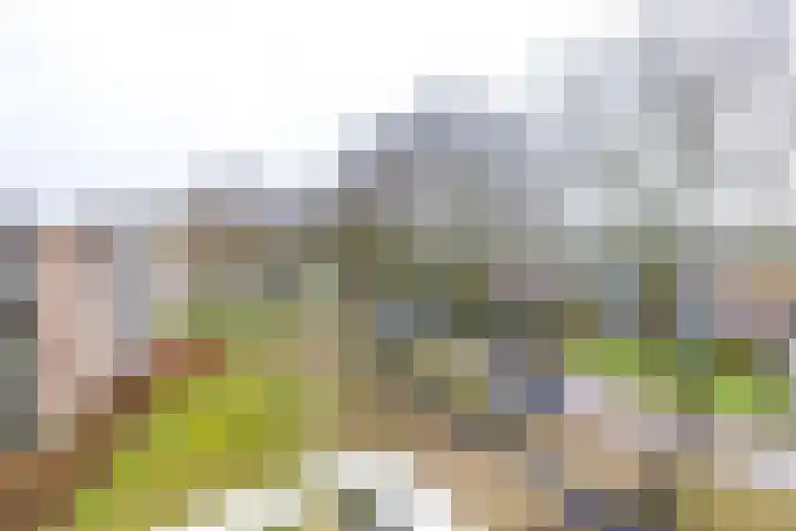 Zuides 42 Rolde thumbnail 38