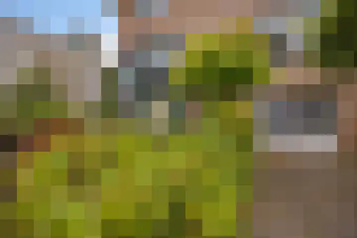 Zuidhaege 163 Assen thumbnail 6