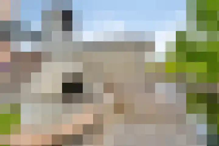 Zuidkade 51 A Boskoop thumbnail 30