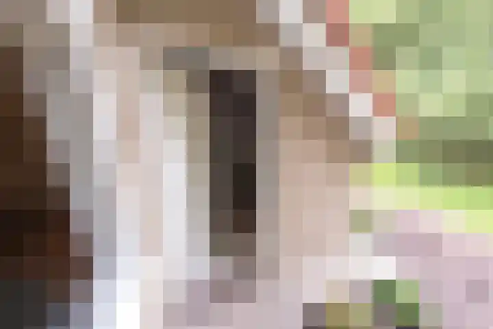 Zuidwending 1 Vriescheloo thumbnail 28