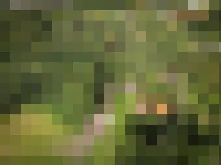 Zuidwending 1 Vriescheloo thumbnail 39