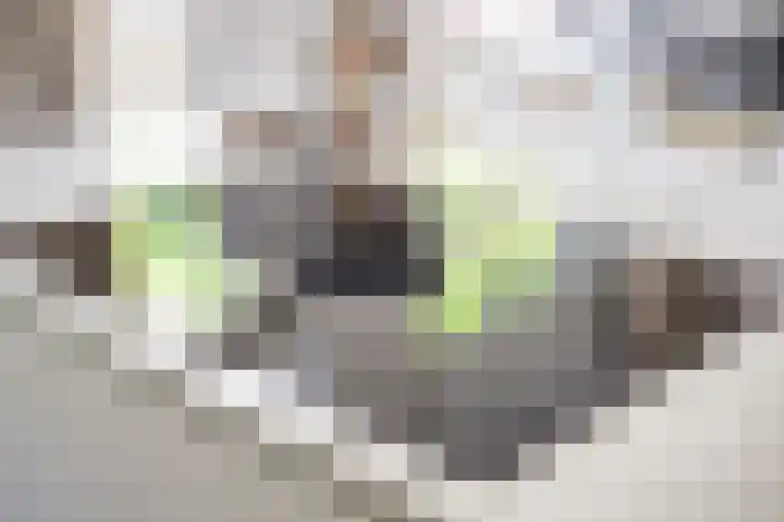 Zustersteeg 2 Heusden thumbnail 9