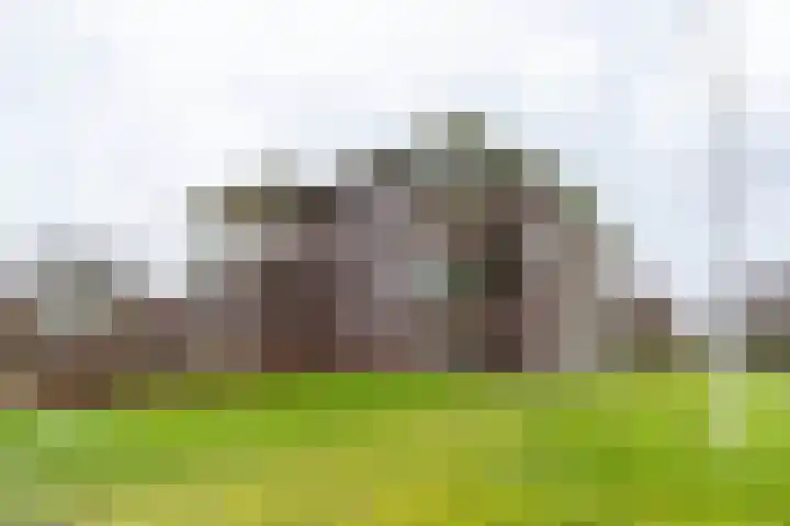 Zwaan 2 Groningen thumbnail 5