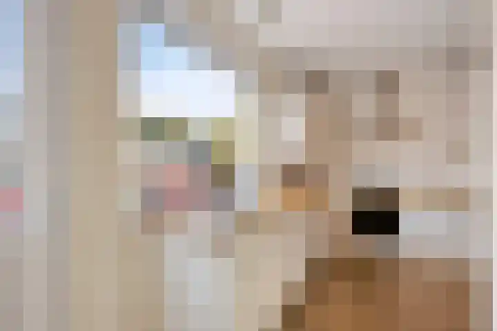 Zwaan 77 Zoeterwoude thumbnail 17