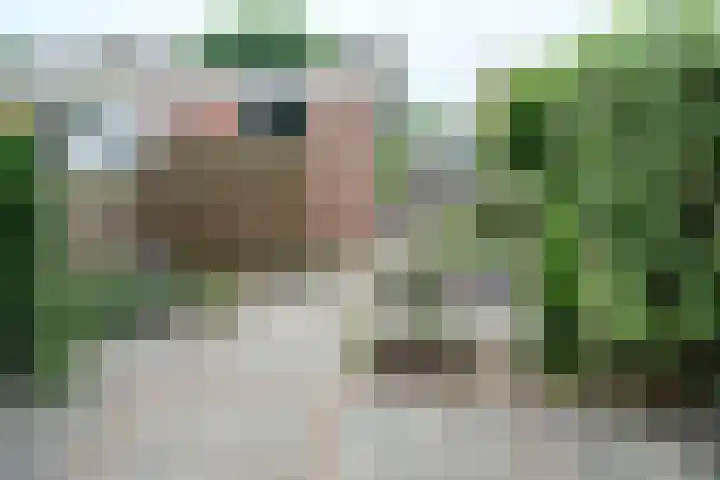 Zwanebloem 7 Culemborg thumbnail 18
