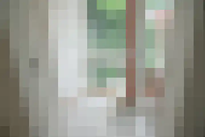 Zwanebloem 7 Culemborg thumbnail 7