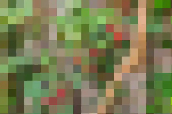 Zwanebloem 7 De Meern thumbnail 13