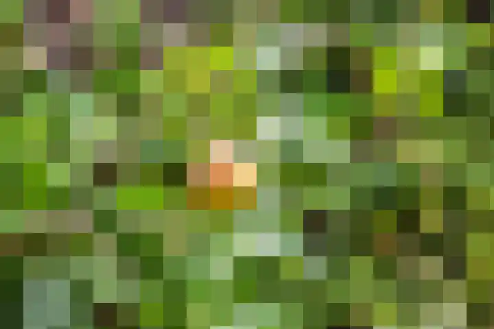 Zwanebloem 7 De Meern thumbnail 14