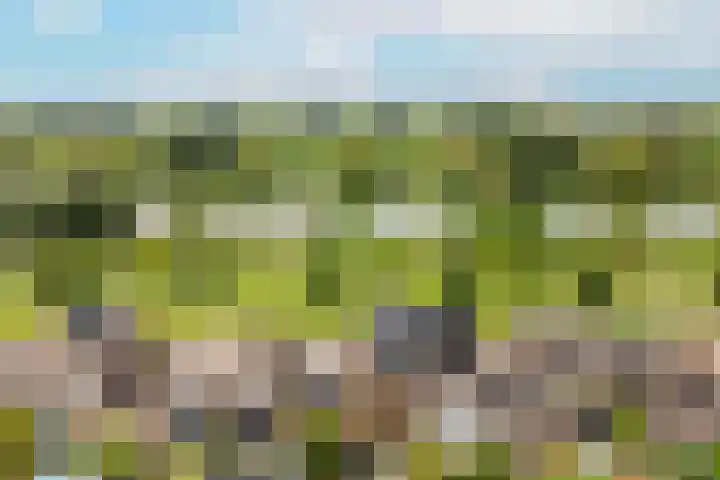 Zwanebloem 7 De Meern thumbnail 49