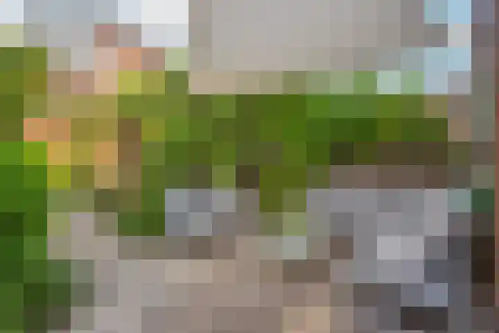 Zwanebloem 7 De Meern thumbnail 6