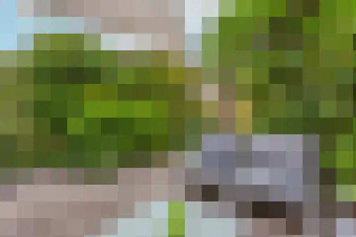 Zwanebloem 7 De Meern thumbnail 7