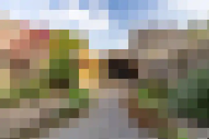 Zwarte Berk 18 Zundert thumbnail 36