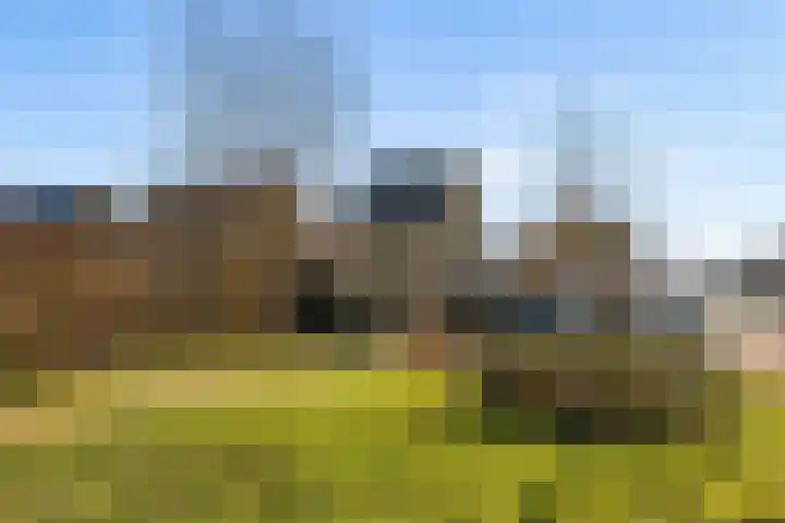 Zwenkgras 2 Lelystad