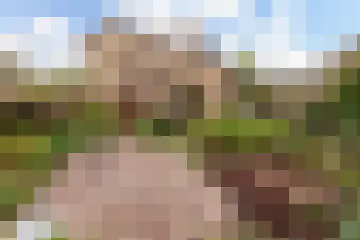 Zwenkgras 28 Gouda thumbnail 29
