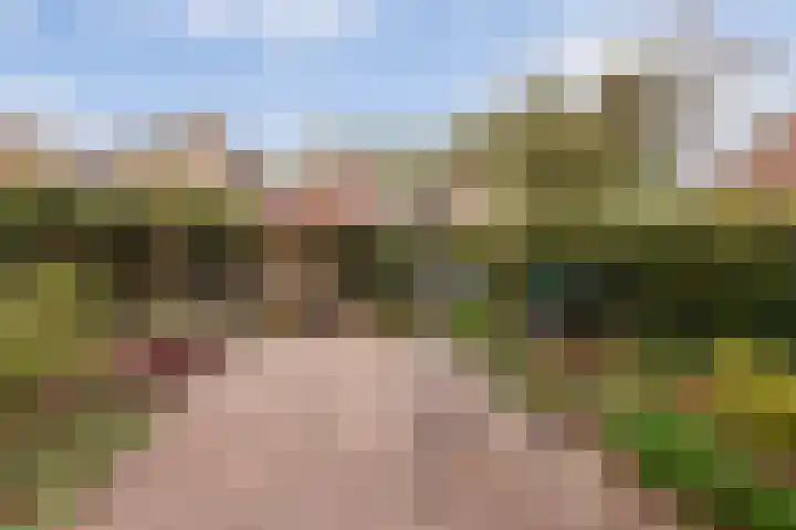 Zwenkgras 28 Gouda thumbnail 30