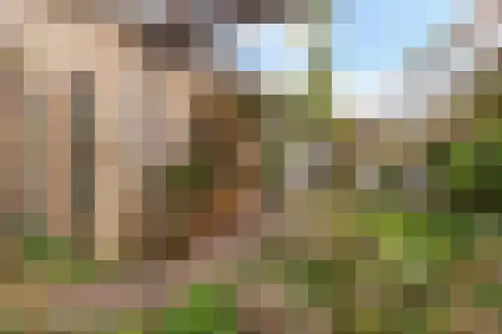 Zwenkgras 28 Gouda thumbnail 31