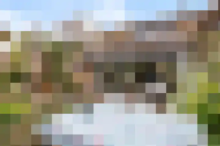 Zwenkgras 28 Gouda thumbnail 33