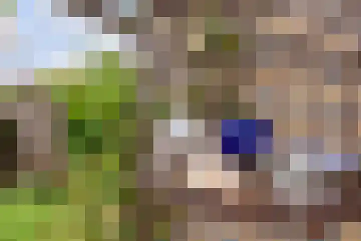 Zwenkgras 28 Gouda thumbnail 34