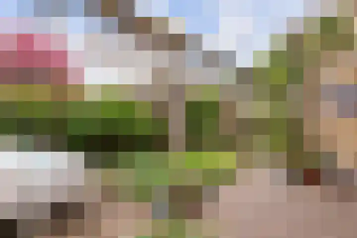 Zwenkgras 28 Gouda thumbnail 36