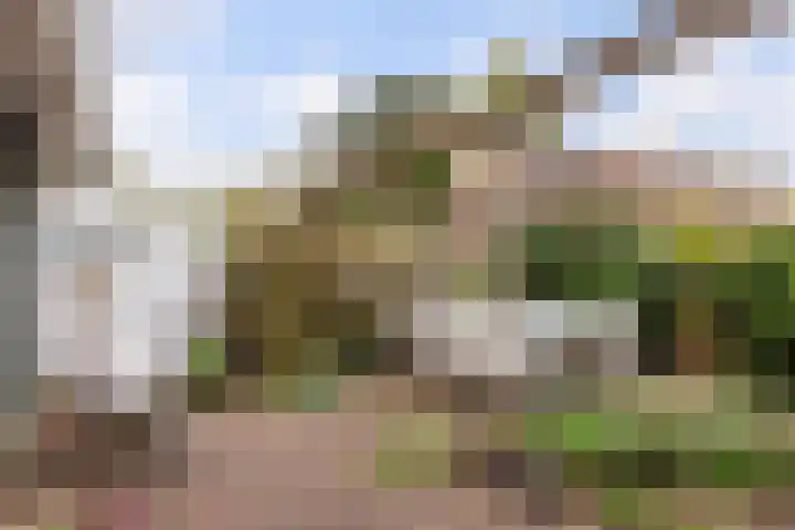 Zwenkgras 28 Gouda thumbnail 37