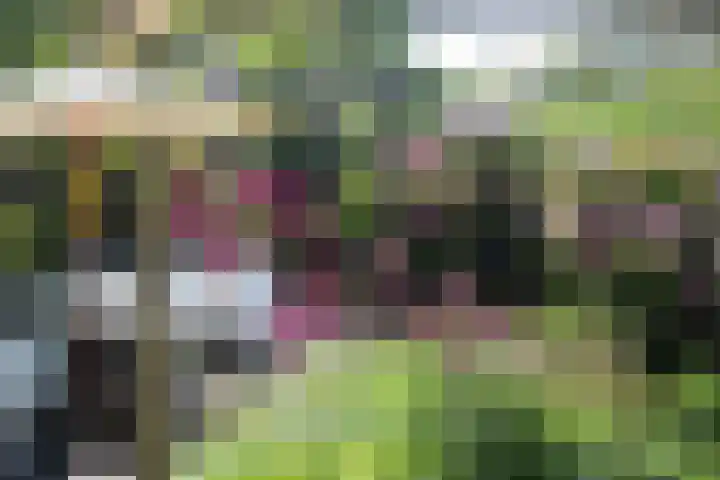 Zwenkgras 28 Gouda thumbnail 4