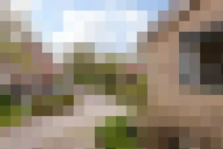 Zwenkgras 28 Gouda thumbnail 52