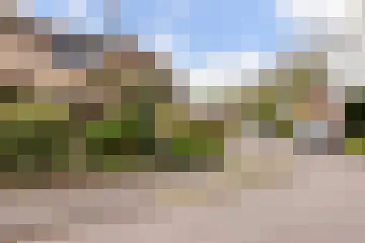 Zwenkgras 28 Gouda thumbnail 57