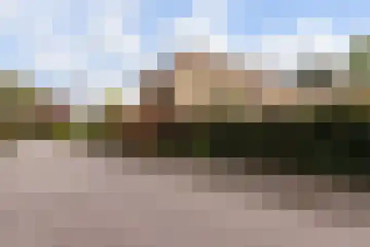 Zwenkgras 28 Gouda thumbnail 58