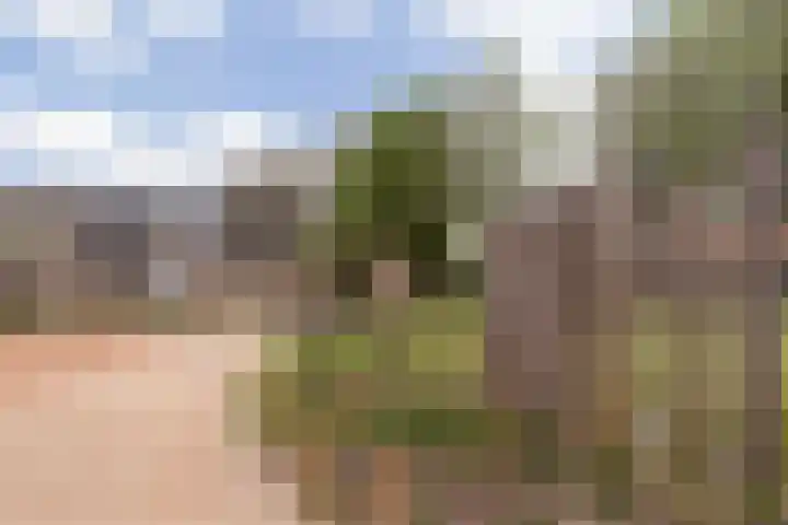 Zwenkgras 28 Gouda thumbnail 59