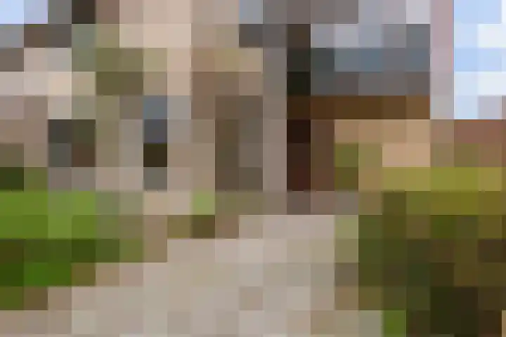Zwenkgras 28 Gouda thumbnail 6