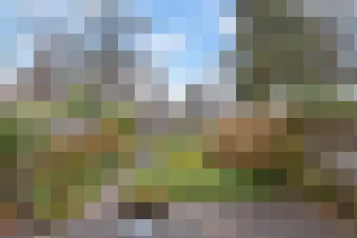 Zwenkgras 53 Gouda thumbnail 19