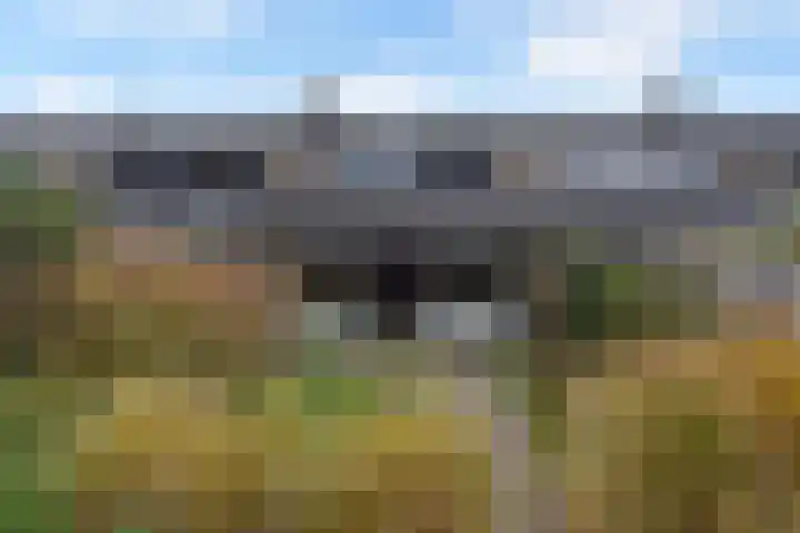 Zwenkgras 53 Gouda thumbnail 21