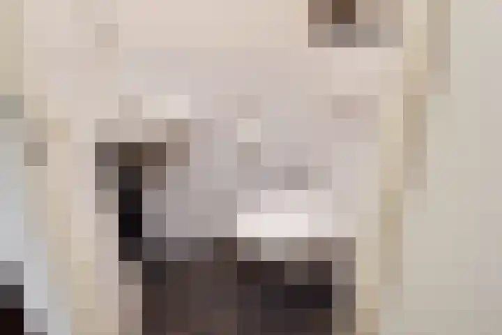Zwenkgras 53 Gouda thumbnail 23