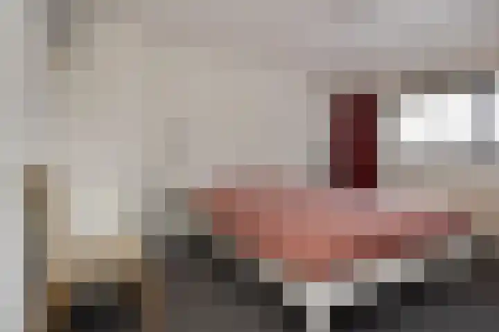 Zwenkgras 53 Gouda thumbnail 34