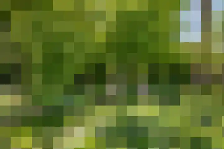 Zweurnink 71 Heeten thumbnail 29
