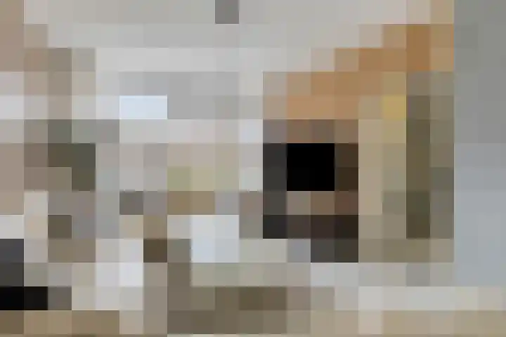Zwingel 7 Zeeland thumbnail 9