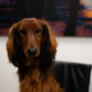 Foto van Archie - chef barketing