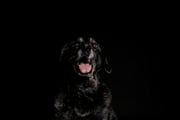 Foto van Baco