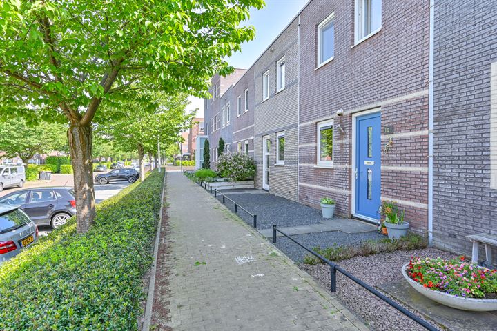 Citroenvlinder 101 in Hoogeveen foto