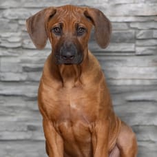 Foto van Faiza Baggerman