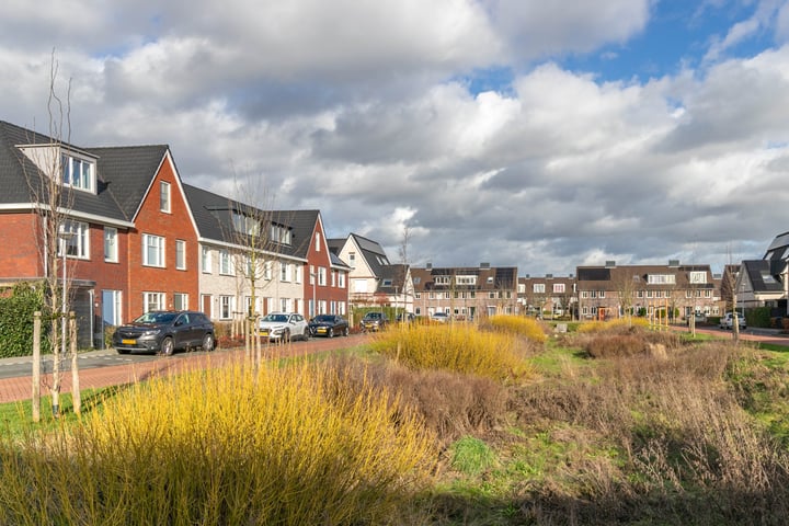 Fazant 5 in Uithoorn foto