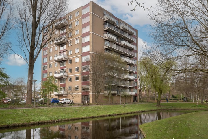 Grote Beer 25 in Amstelveen foto