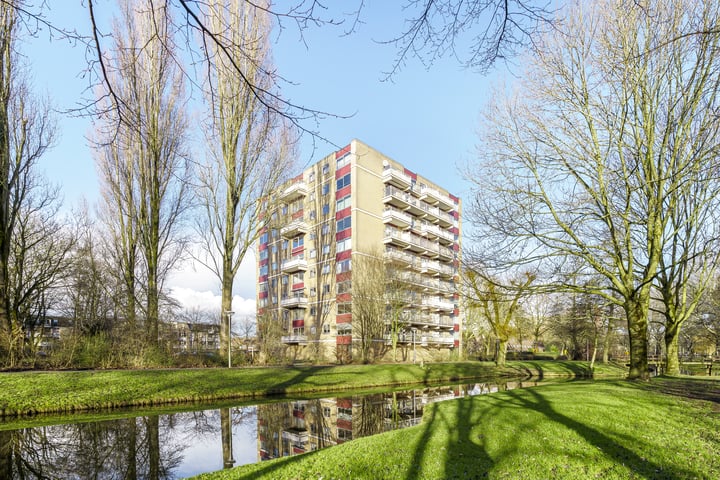 Grote Beer 53 in Amstelveen foto
