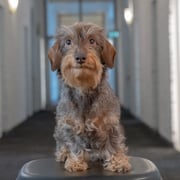 Foto van Jackie