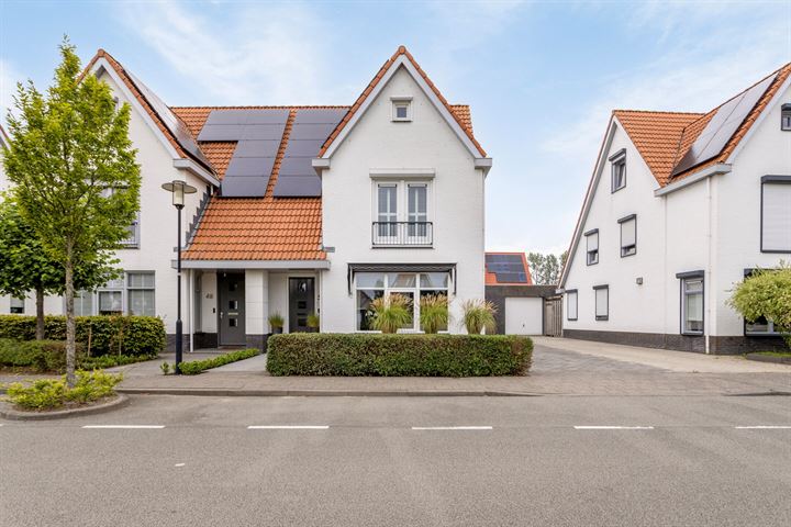 Jacobsschelp 50 in Terneuzen foto